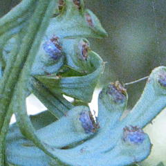 Asplenium theciferum
