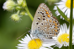 Polyommatus icarus