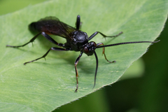Ichneumonidae