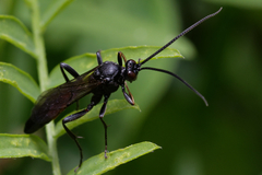 Ichneumonidae