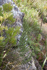 Cliffortia polygonifolia