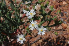 Ruschia multiflora
