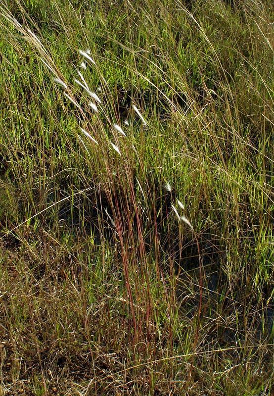 Andropogon eucomus (Grasses of Table Mountain & the Cape Peninsula ...