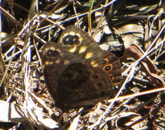 Dira clytus eurina