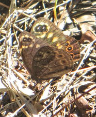 Dira clytus eurina