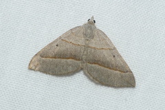 Scotopteryx