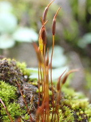 Aloina rigida