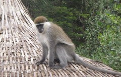 Chlorocebus aethiops