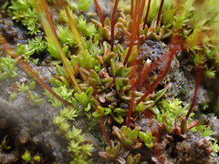 Aloina rigida