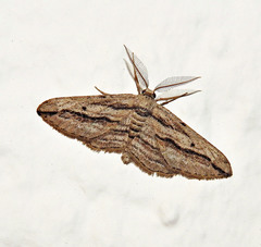 Ecleora solieraria