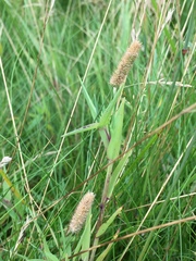 Phleum bertolonii