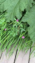 Geranium palustre