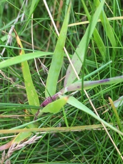 Phleum bertolonii