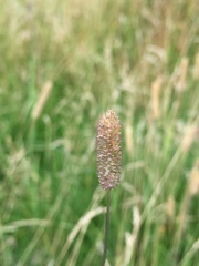 Phleum bertolonii