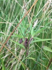 Phleum bertolonii