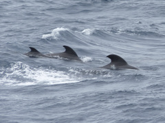 Globicephala macrorhynchus