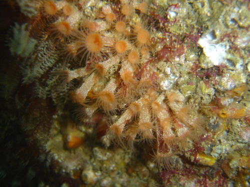 Isozoanthus capensis