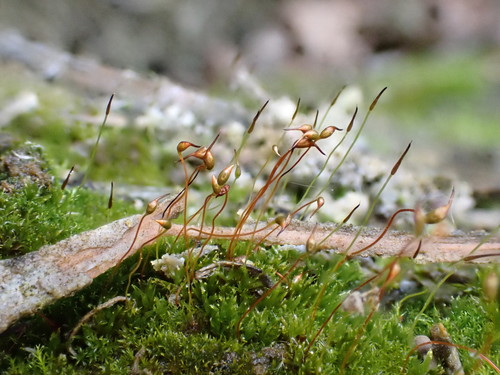 Tortula cernua