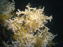 Melithaea rubra