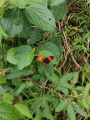Heliconius erato hydara