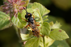 Conops quadrifasciatus