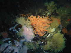 Melithaea rubra