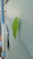 Microcentrum rhombifolium