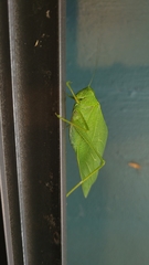 Microcentrum rhombifolium