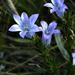 Wahlenbergia epacridea - Photo (c) Kate Braun, algunos derechos reservados (CC BY-NC), subido por Kate Braun