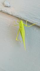 Microcentrum rhombifolium