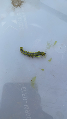 Cydalima perspectalis