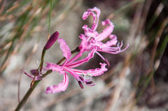 Nerine humilis