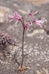 Nerine humilis