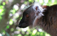 Eulemur macaco