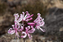Nerine humilis