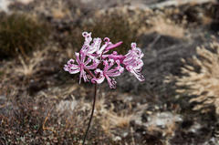 Nerine humilis