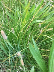 Phleum bertolonii