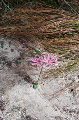 Nerine humilis