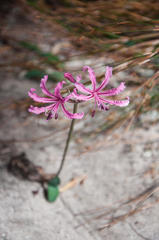 Nerine humilis