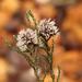 Stoebe microphylla - Photo (c) Sandra Falanga, algunos derechos reservados (CC BY-NC), subido por Sandra Falanga