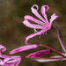 Mountain Nerine - Photo (c) magriet b, some rights reserved (CC BY-SA), uploaded by magriet b