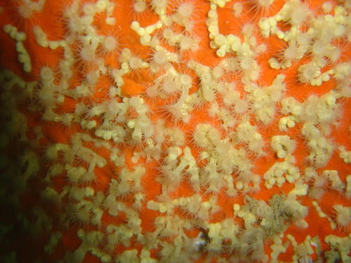 Parazoanthus capensis