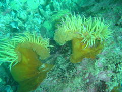 Pseudactinia flagellifera