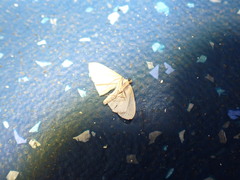 Lepidoptera