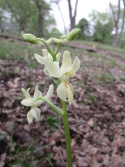 Orchis provincialis