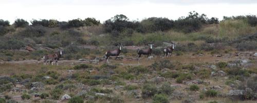 Damaliscus pygargus
