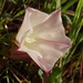 Pacific False Bindweed - Photo (c) Tom Hilton, some rights reserved (CC BY)