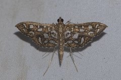 Nausinoe geometralis