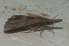 Oxaenanus brontesalis