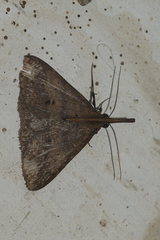 Oxaenanus brontesalis